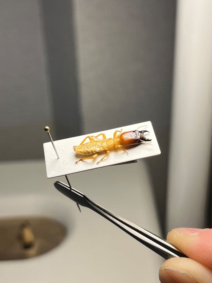 【21mm】オオシロアリ 標本 ゴキブリパラポネラ キバハリアリ ウロコアリ 蟻