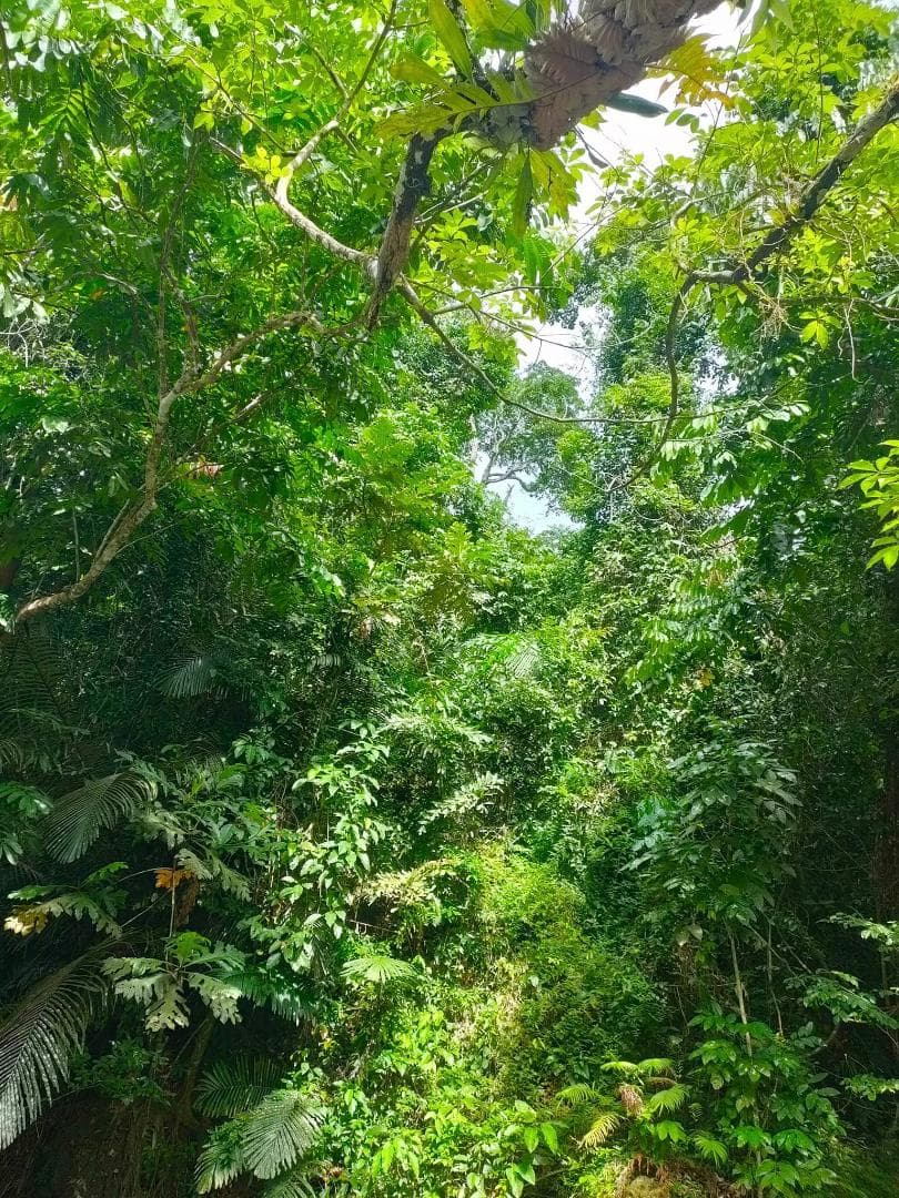 ❇神聖物⭐ポンカーン♉タイの宝石♎レクライ♌青と緑♏プラクルアン✨