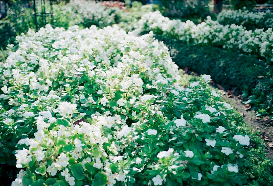 Zeiss C Biogon T* 2.8/35 ZM（シルバー）