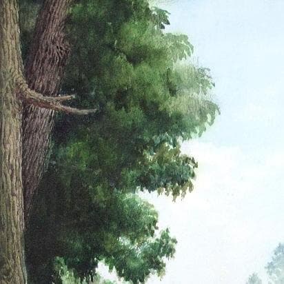 絵画「杉木立を抜けて日差しの中へ」　水彩画