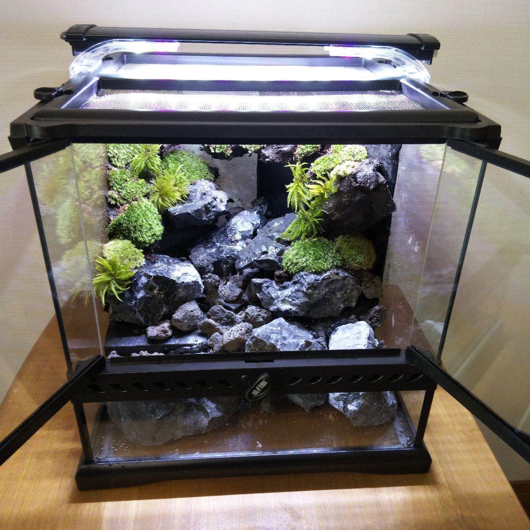 【受注生産】イモリウムグラステラリウム3030　苔テラリウム　アクアテラリウム