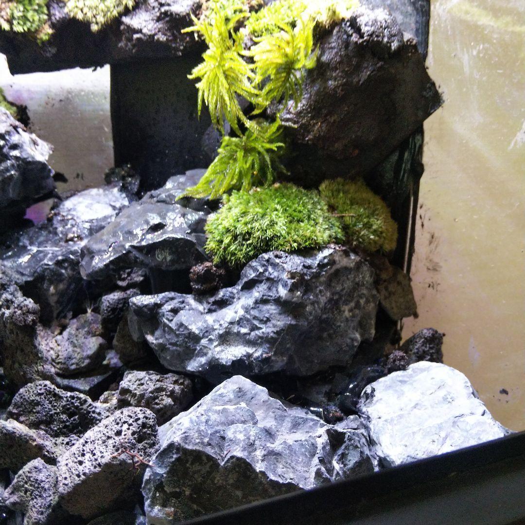 【受注生産】イモリウムグラステラリウム3030　苔テラリウム　アクアテラリウム