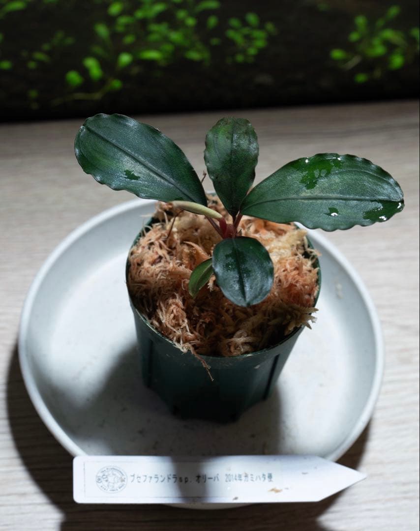 Bucephalandra sp.オリーバ （カミハタ）