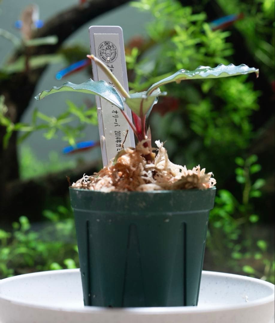 Bucephalandra sp.オリーバ （カミハタ）