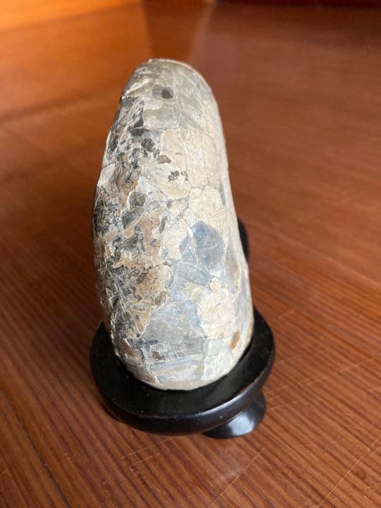 北海道　アンモナイト　羽幌　化石　/三葉虫　恐竜　釣り　インテリア　家具