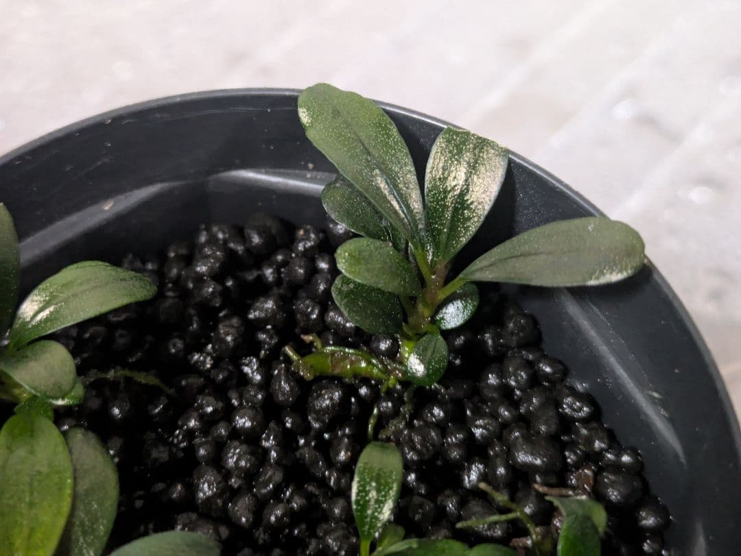 しーん　Bucephalandra sp.Super Demos