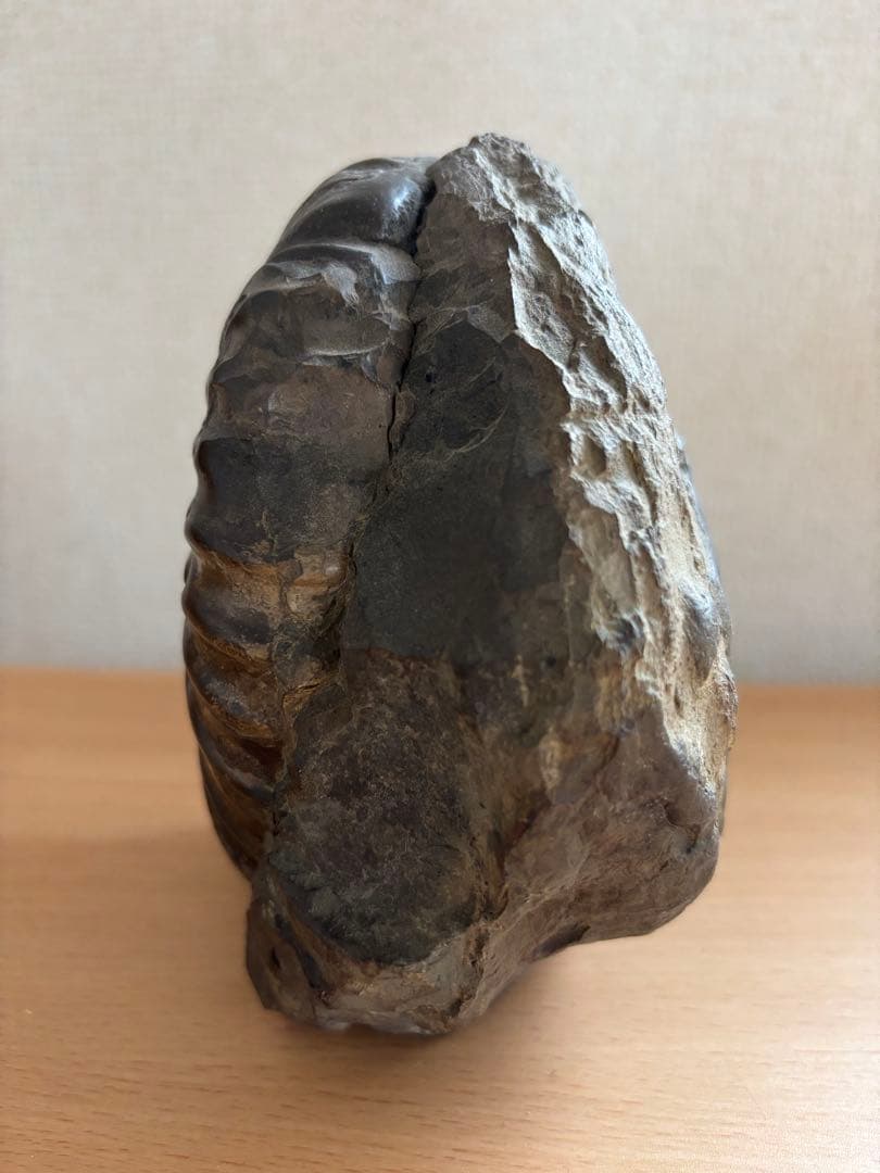 北海道産　アンモナイト　2500g置き物