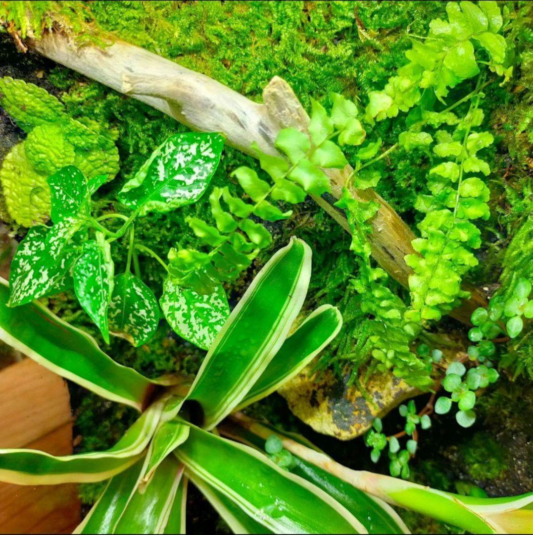 隠れ家付き！苔テラリウム生体飼育ケージ