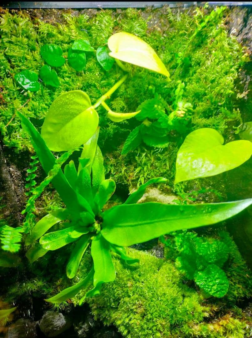 隠れ家付き！苔テラリウム生体飼育ケージ