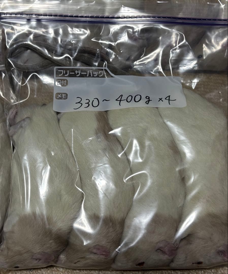 ラット　冷凍　75匹　70〜270gミックス