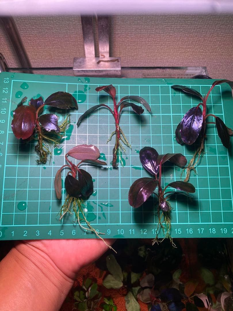 ひ*ろ様 Bucephalandra sp. Violet Bolsom 5株