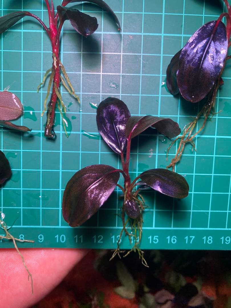 ひ*ろ様 Bucephalandra sp. Violet Bolsom 5株