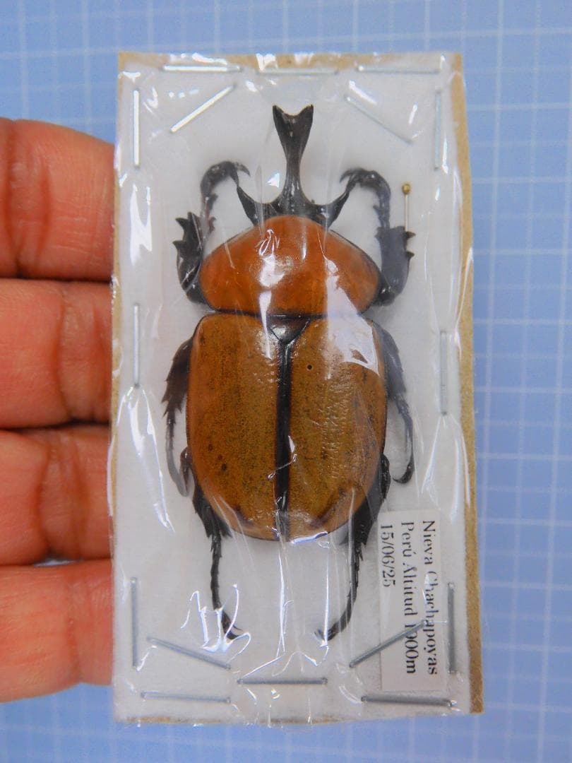 特大　ペルー産　ヨツボシハビロヒナカブト　43mm