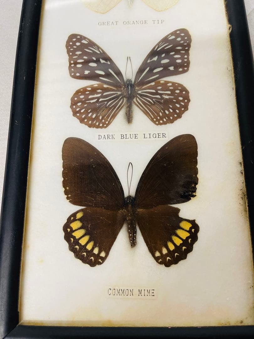 全国配送無料‼️蝶々標本 7頭セット