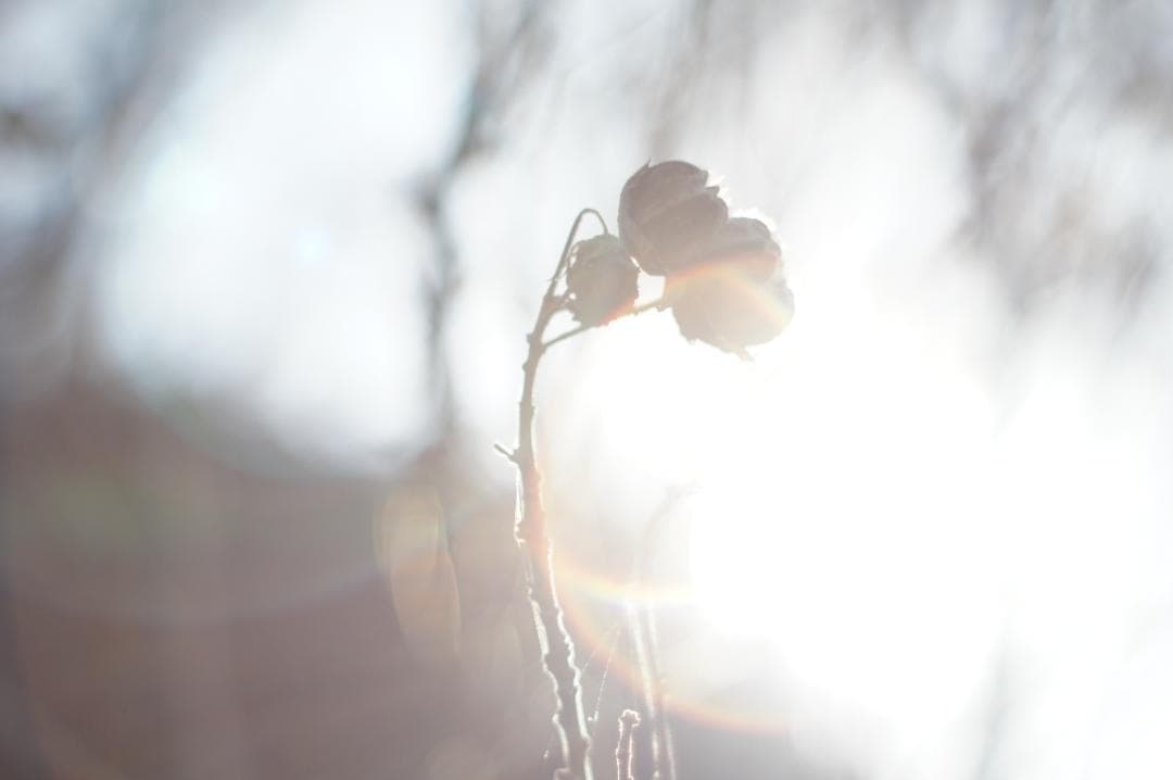 作例有_極美フレア✨ PENTAX スーパータクマー 55mm f1.8 後期