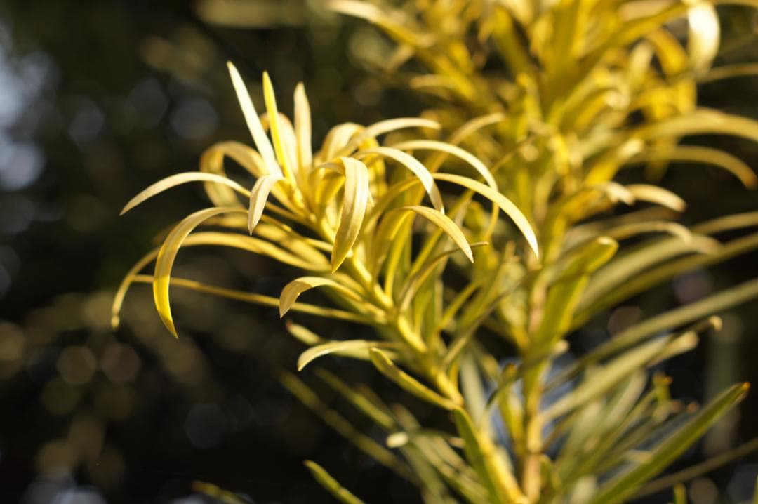 作例有_極美フレア✨ PENTAX スーパータクマー 55mm f1.8 後期