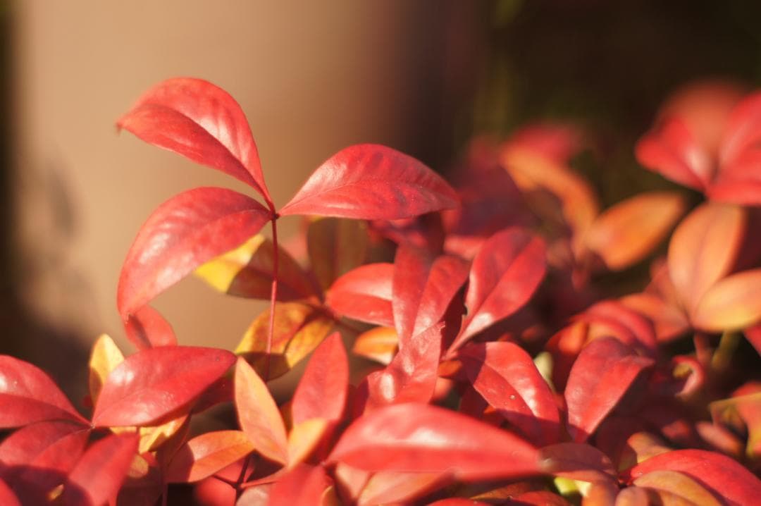 作例有_極美フレア✨ PENTAX スーパータクマー 55mm f1.8 後期