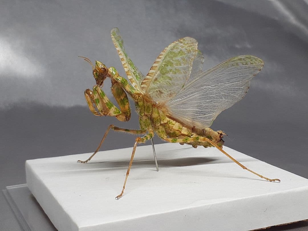 アザミカマキリ雌　立体標本