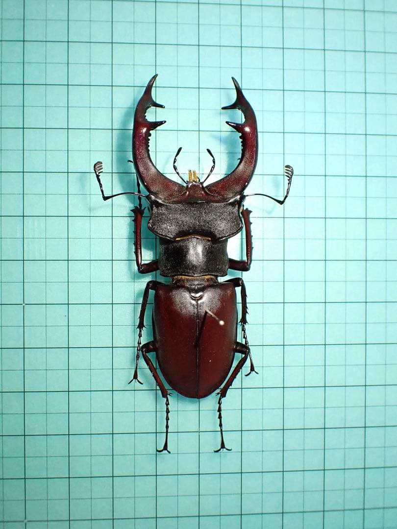 【標本】希少産地　ヨーロッパミヤマクワガタ　セルビア産　70.3ミリ　野外品