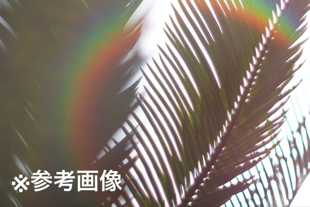 【虹色美フレア】PENTAX Super Takumar 55mm f1.8