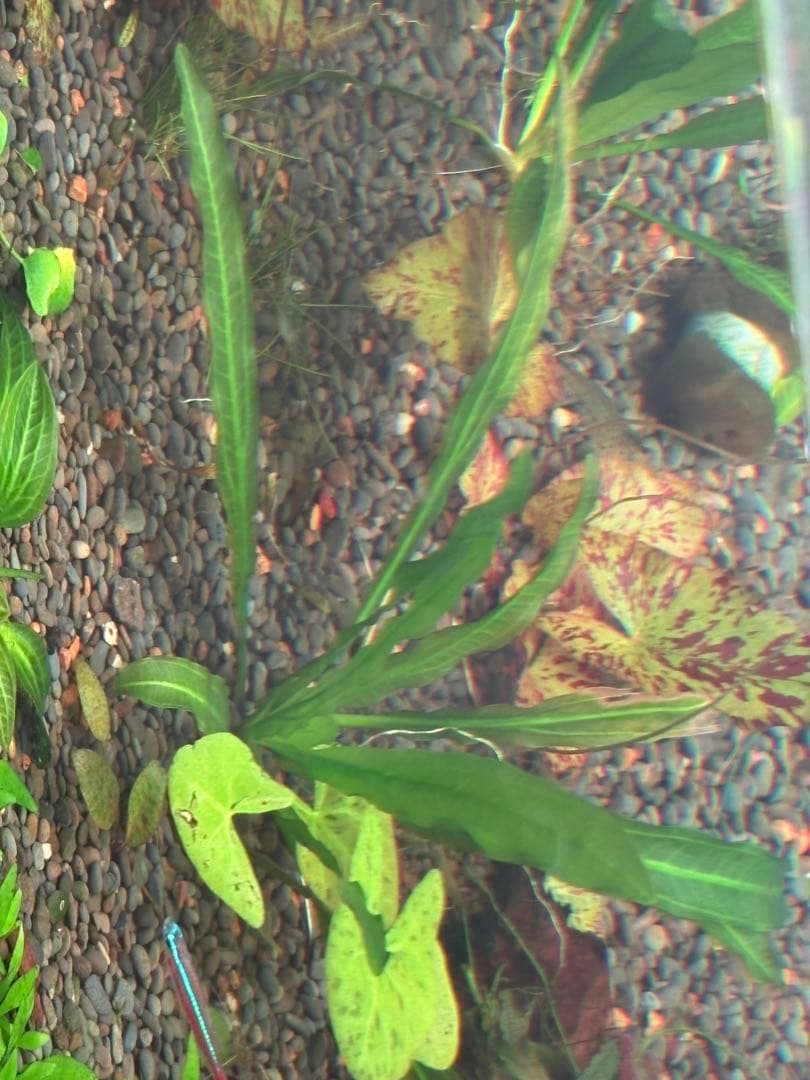 エキノドルス　ホレマニーグリーン　“Real”