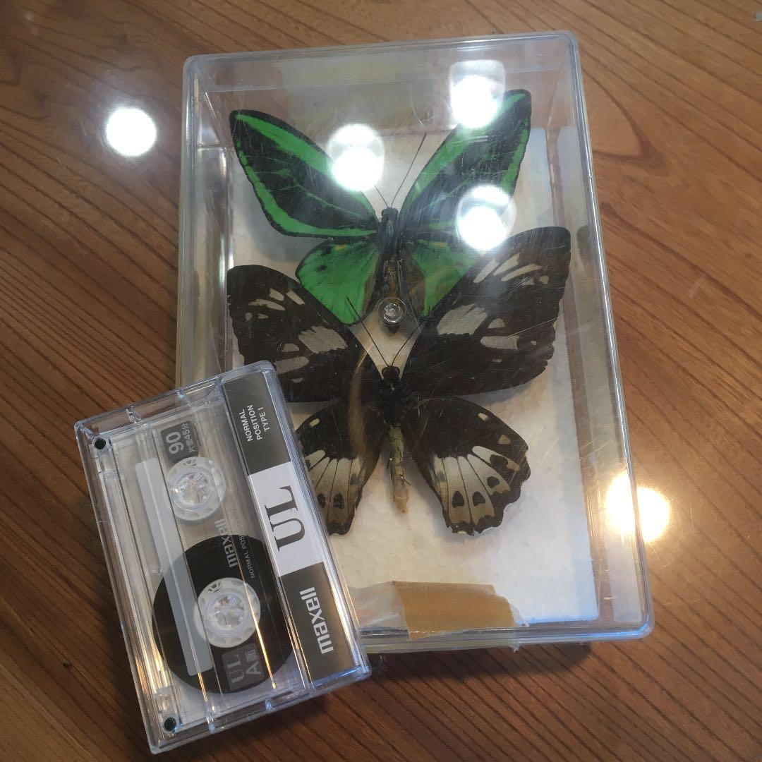 蝶のはくせい　標本　かなり大きい蝶です