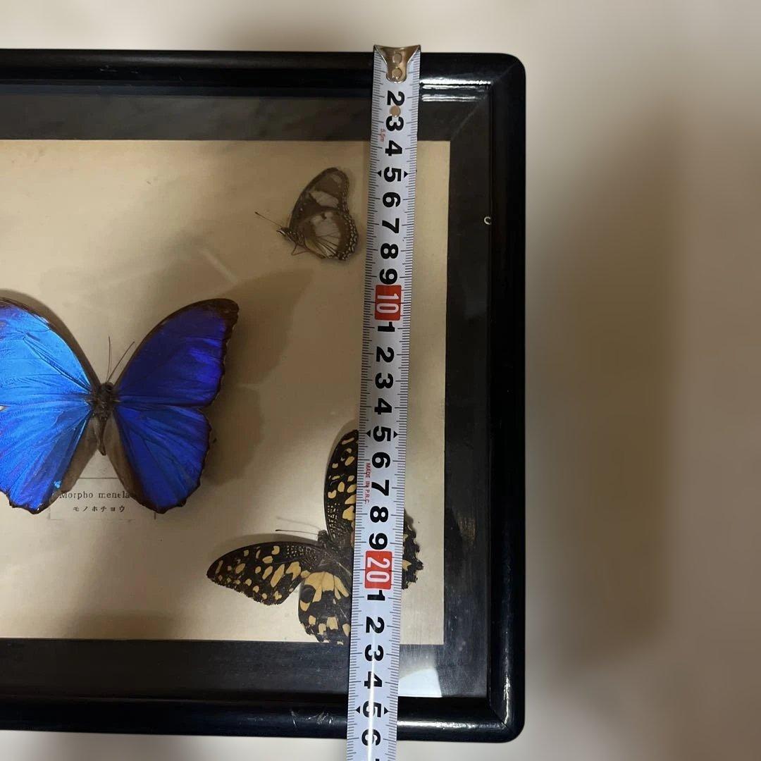 レトロ　モルフォ蝶他標本