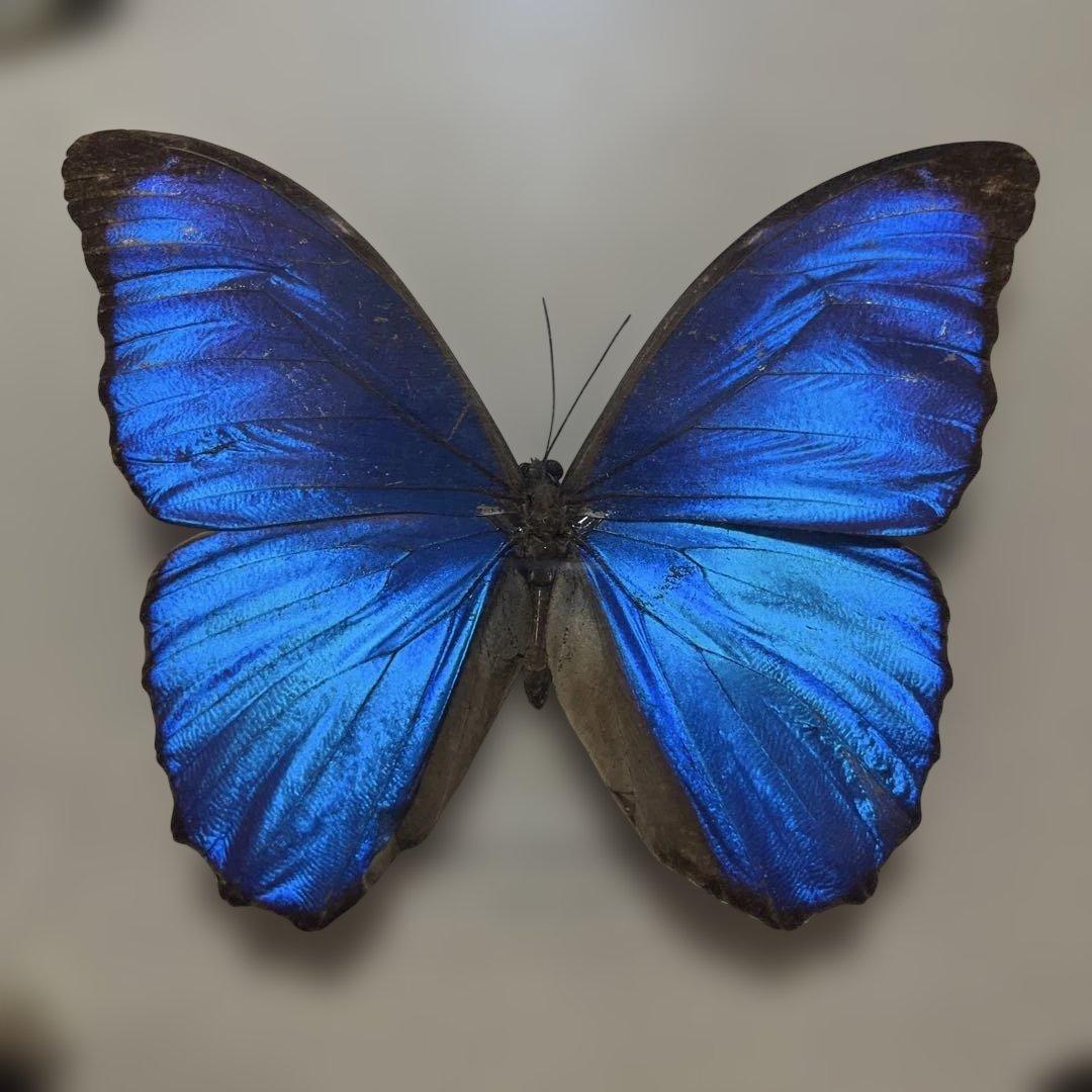 レトロ　モルフォ蝶他標本