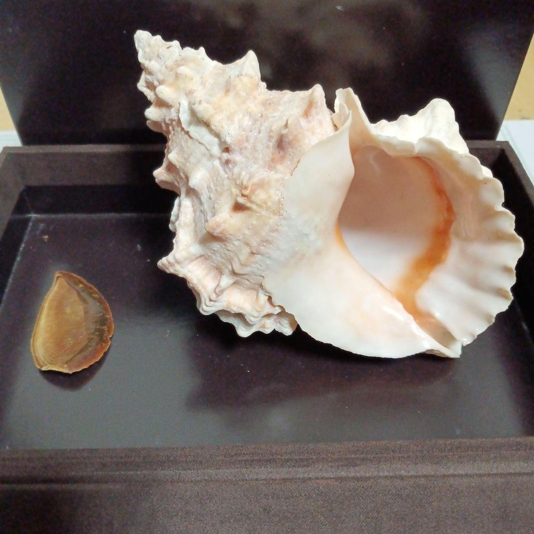 貝殻標本　インテリア　アンティーク