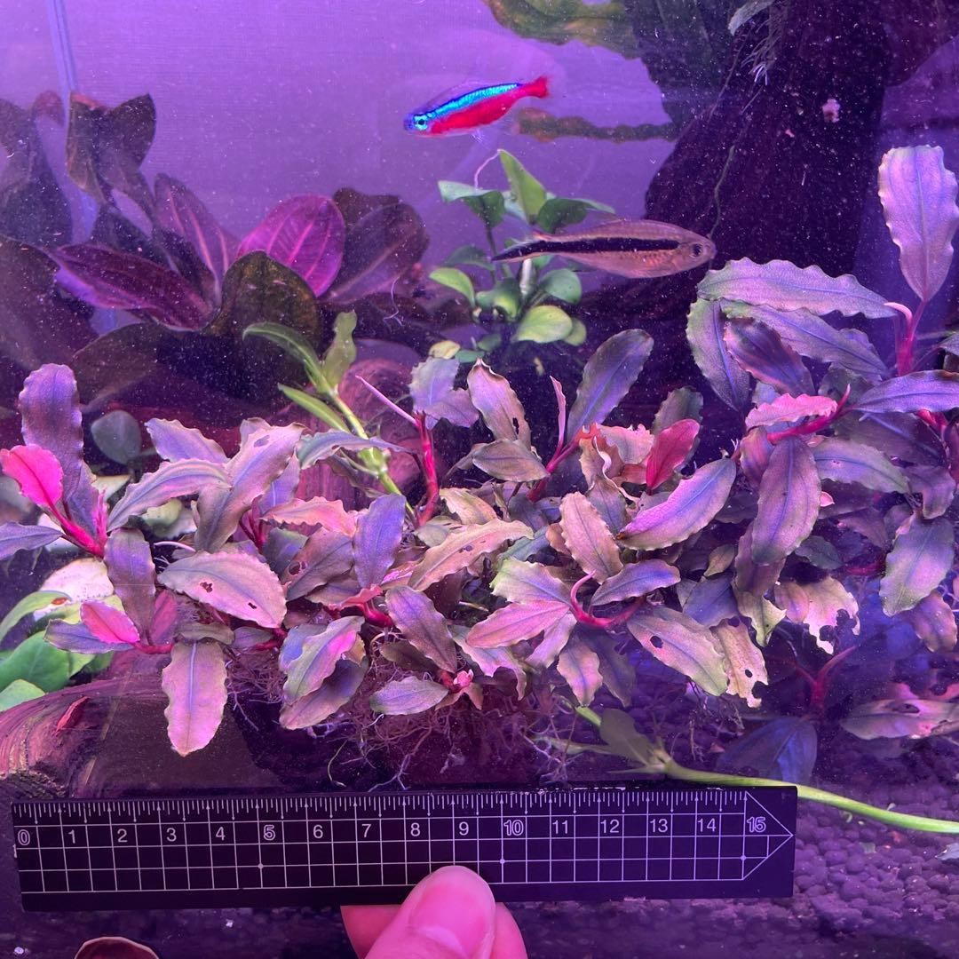 水草 Bucephalandra sp. Melawi Blue