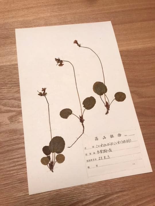 アンティーク　植物標本　高山植物　全57種