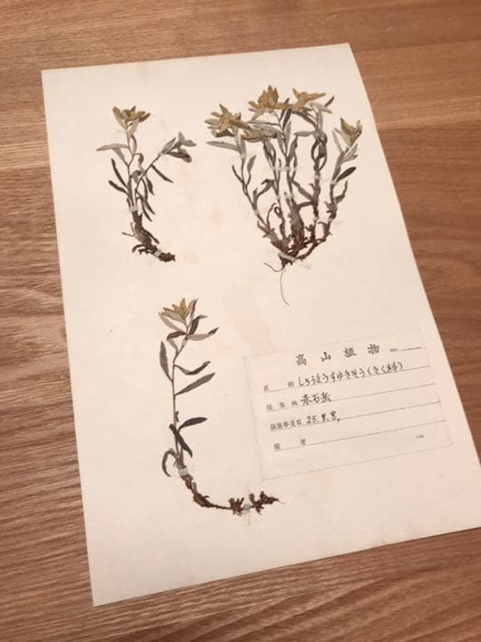 アンティーク　植物標本　高山植物　全57種