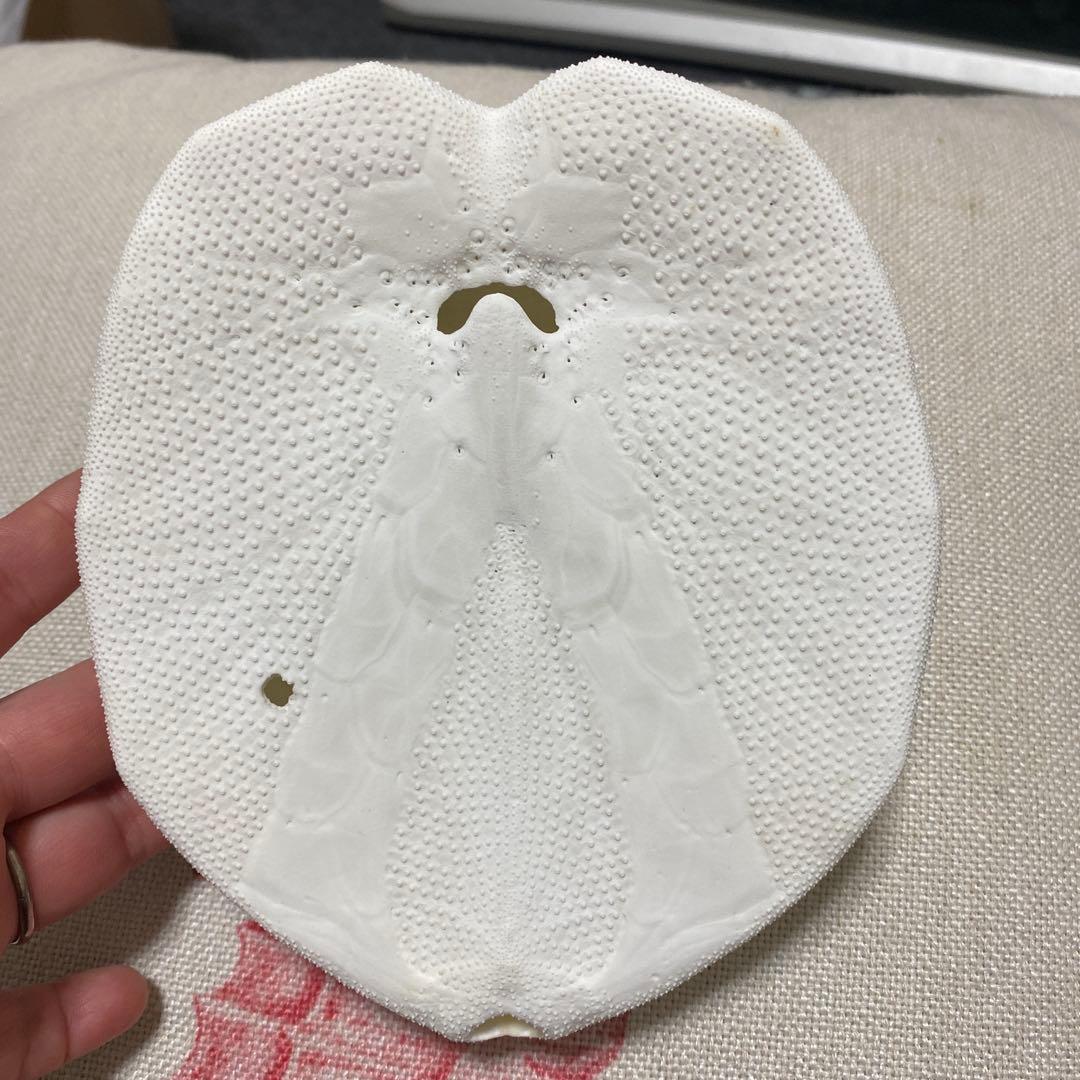 ウルトラブンブクの一種♡ウニ殻♡標本