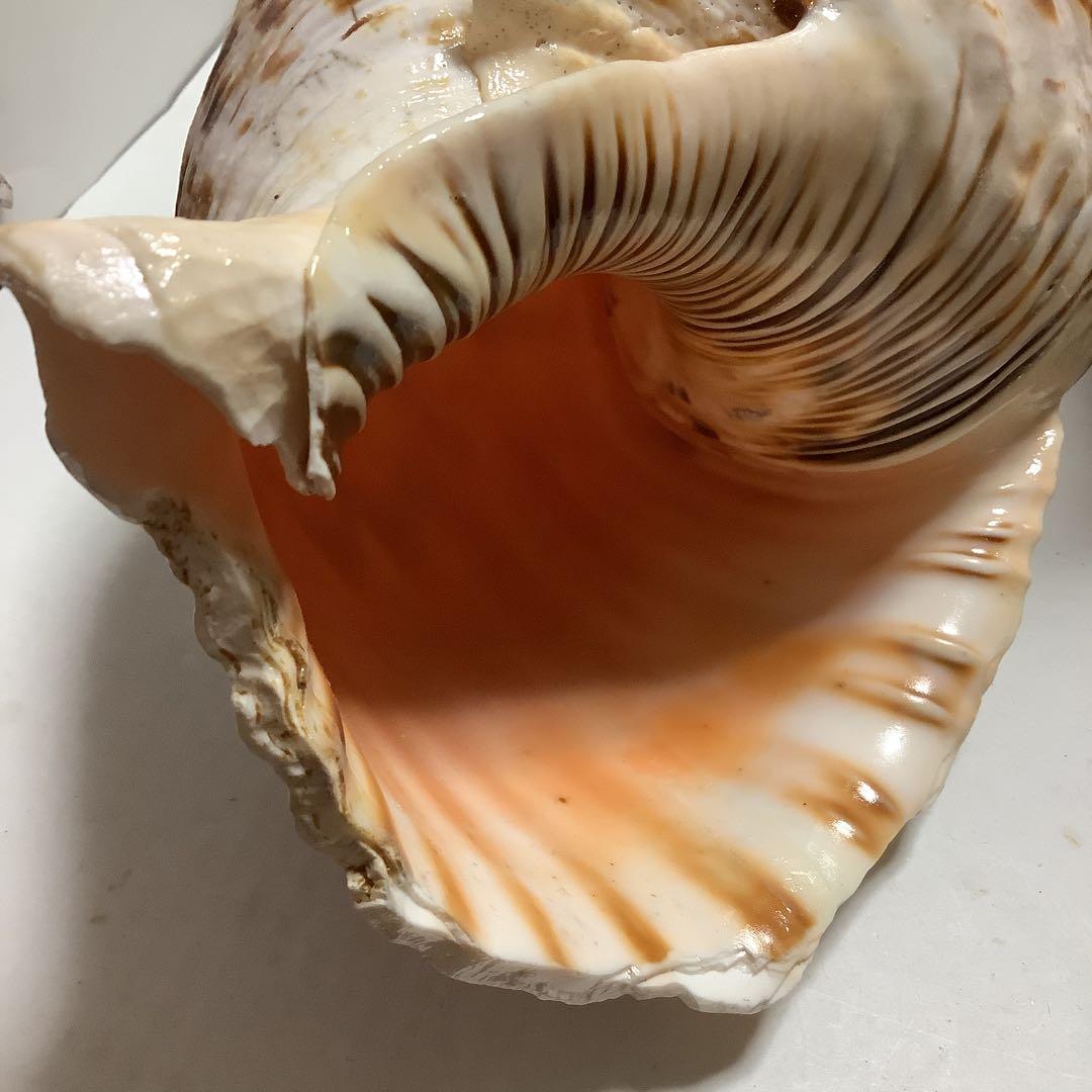 ヤフメリ31・法螺貝・山伏・修験者・金峯山・羽黒山・戦国武将・縁起物・安全登山