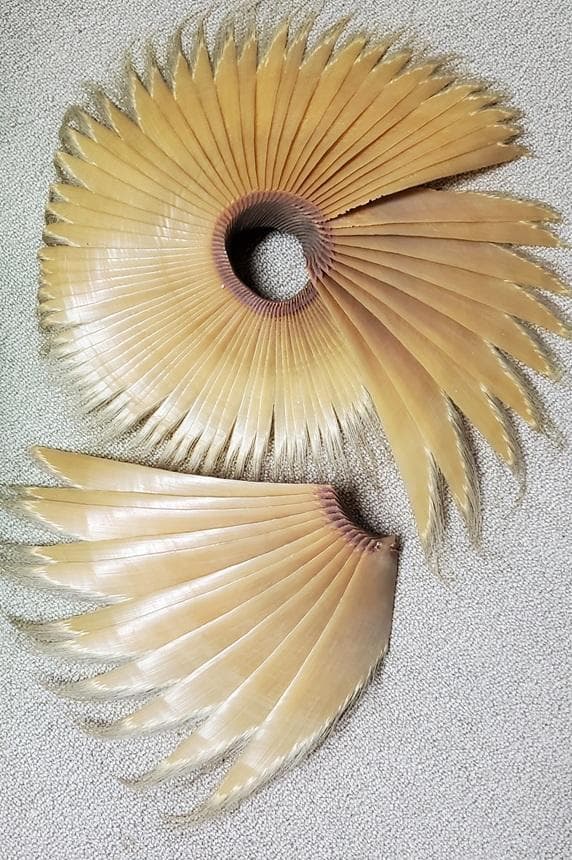 【あっ!】ナガスクジラやミンククジラひげ　鯨　 髭　レア