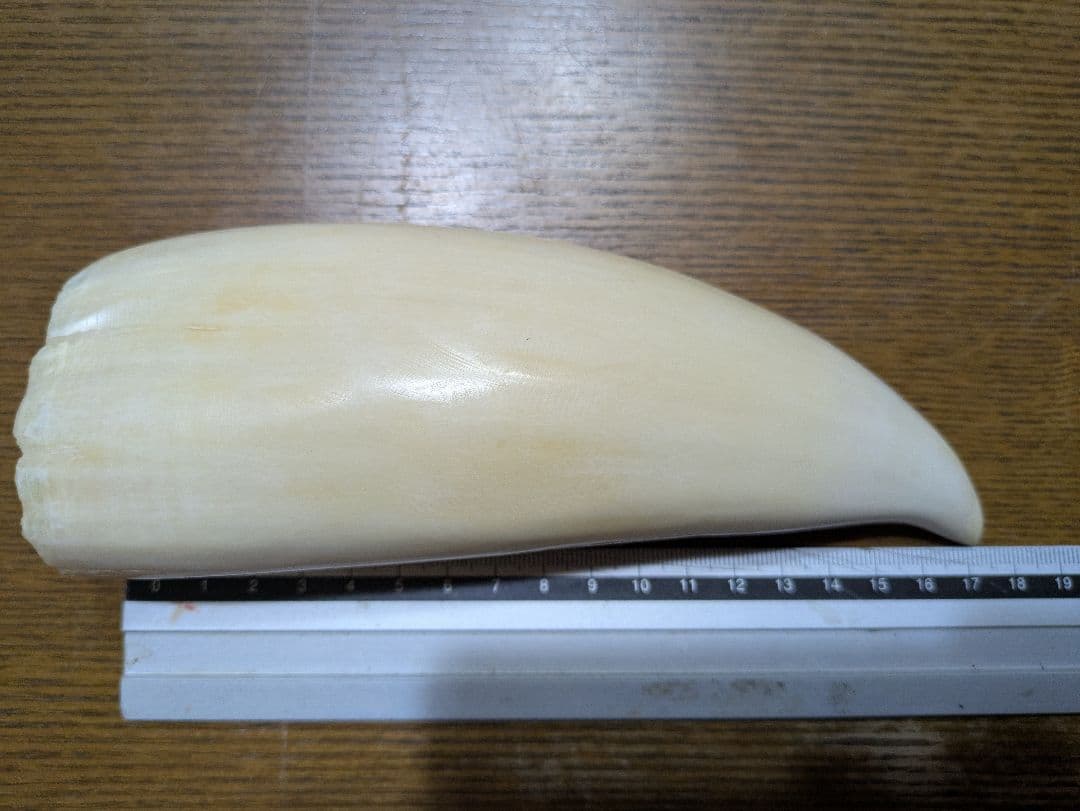 鯨の歯