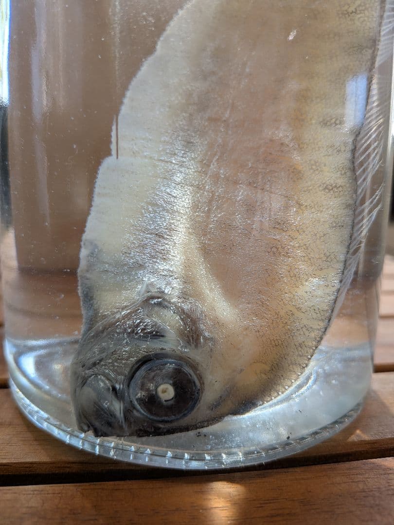 【激レア深海魚】フリソデウオ 液浸標本