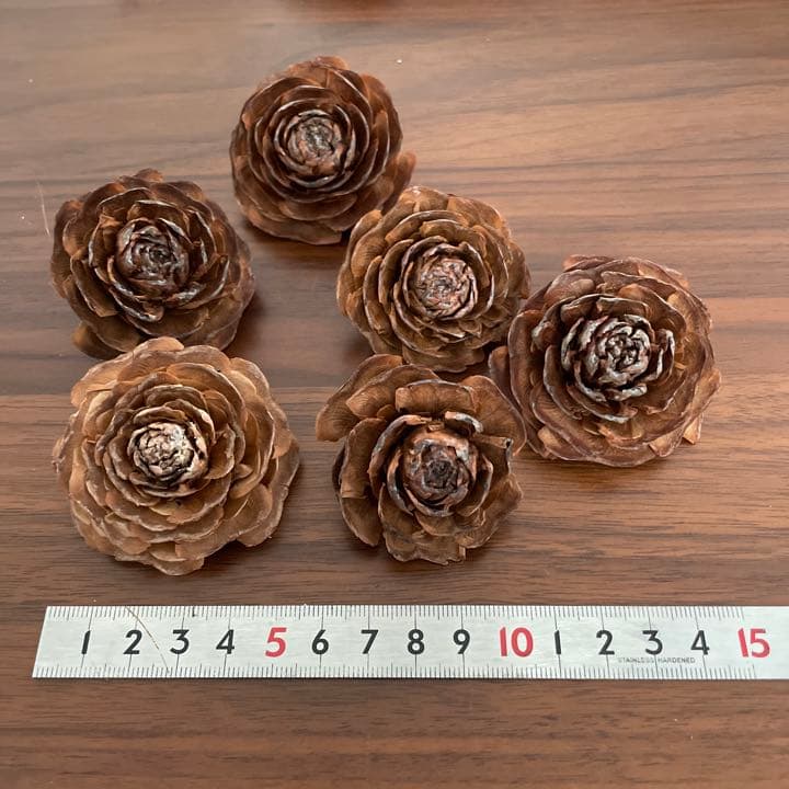 ヒマラヤスギの松ぼっくり全部セット