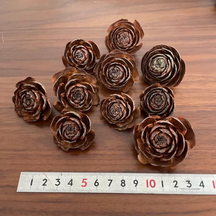 ヒマラヤスギの松ぼっくり全部セット