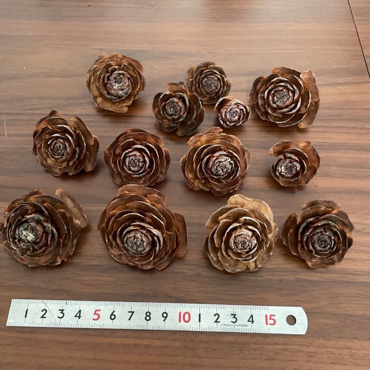 ヒマラヤスギの松ぼっくり全部セット