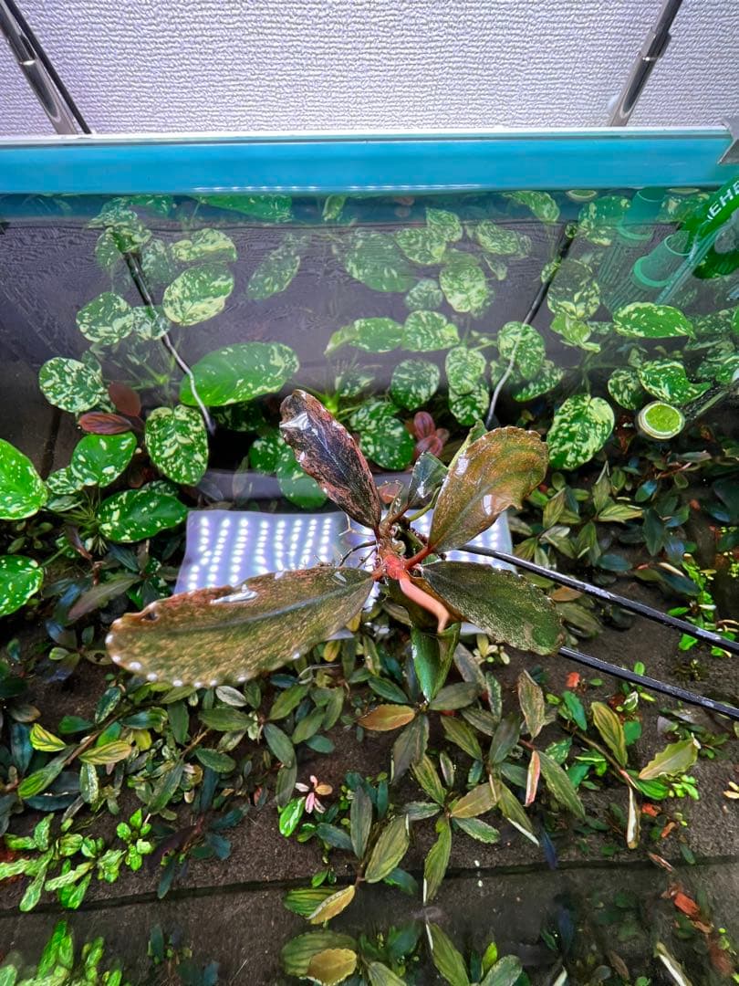 ブセファランドラｓｐ. ピンクバリエガータい斑入り 水中葉