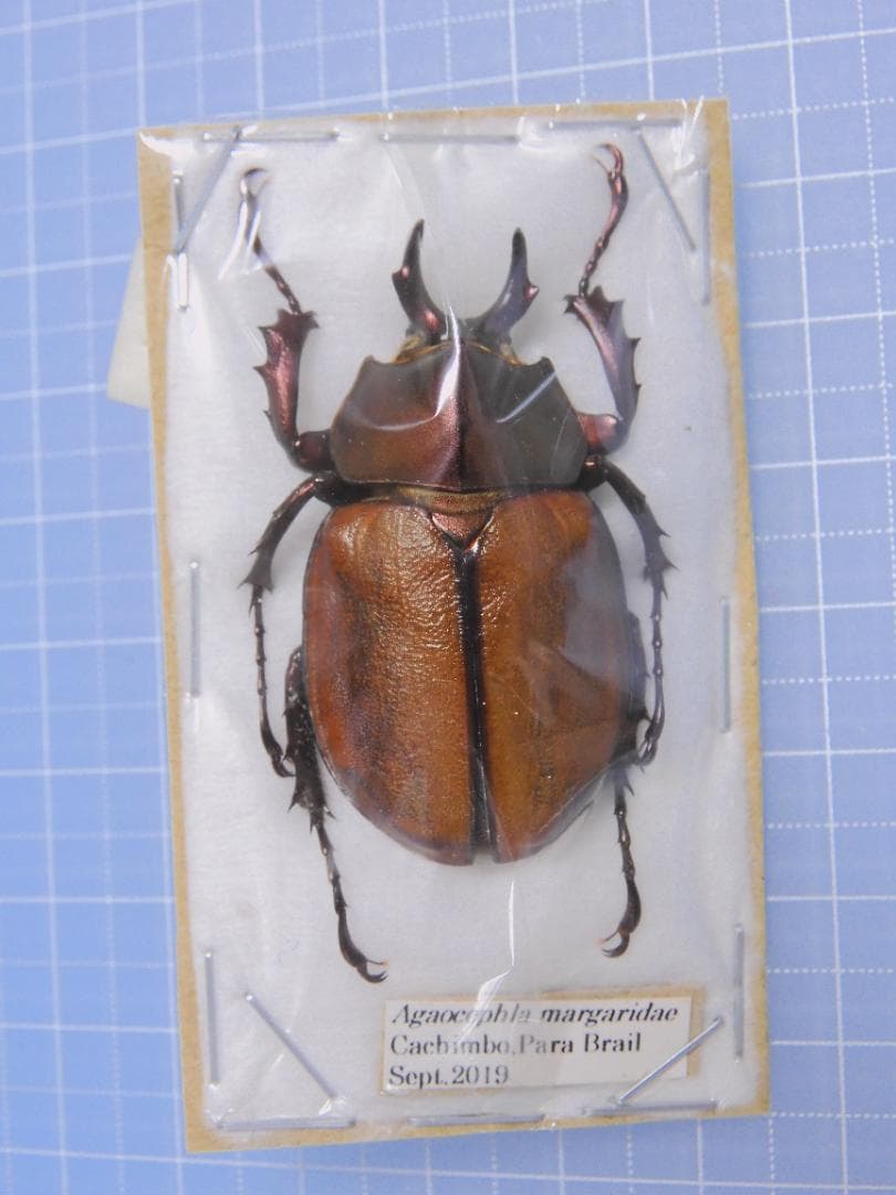 ブラジル産　マルガリータヒナカブト　42mm ブリード