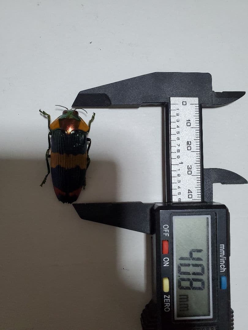 スハンダムカシタマムシ標本