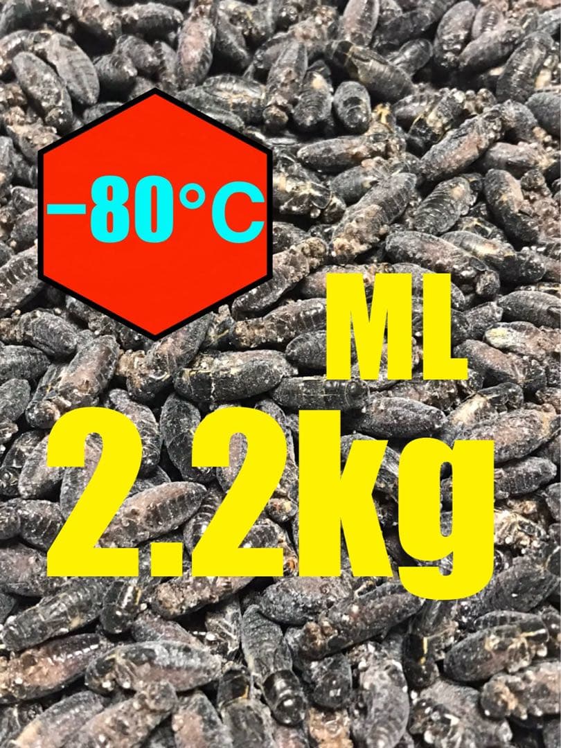 清潔コオロギ2.2kg 冷凍コオロギ　ＭＬサイズ　クロコオロギ約2kg