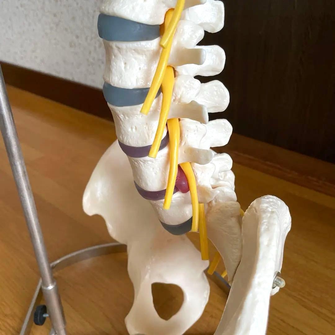 【ほぼ未使用・美品】背骨〜骨盤 骨格模型＋スタンド＋参考書2冊セット