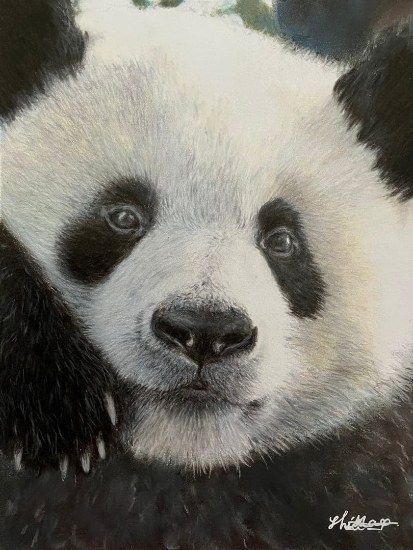 “やっほい” 色鉛筆画 パステル パンダ