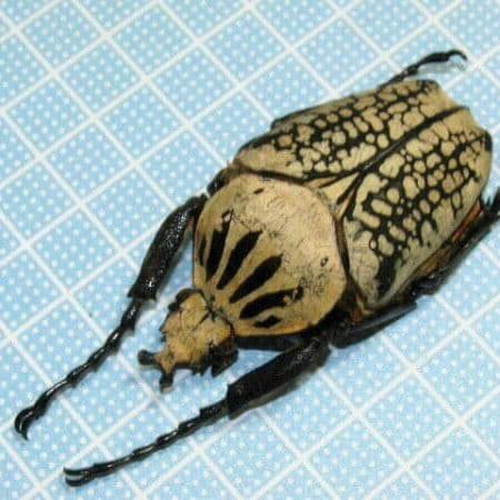 コンゴ産 白 オリエンタリス ゴライアス