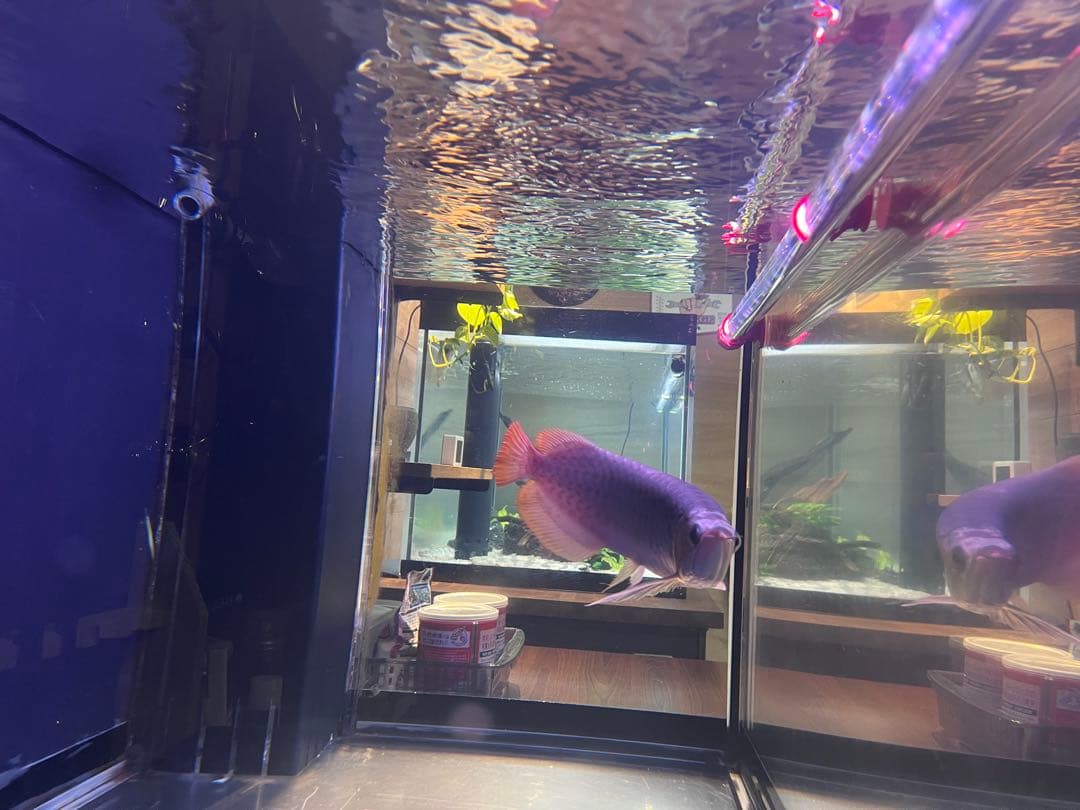 週末セール❗️アロワナ　マインLEDライト　120㎝水槽用