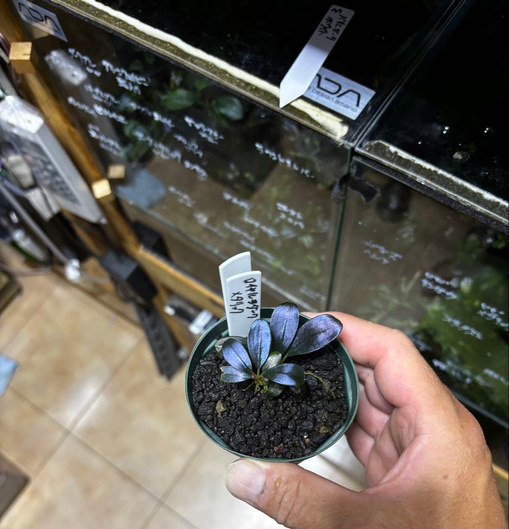 ブセファランドラ spロイヤルダークメタリック