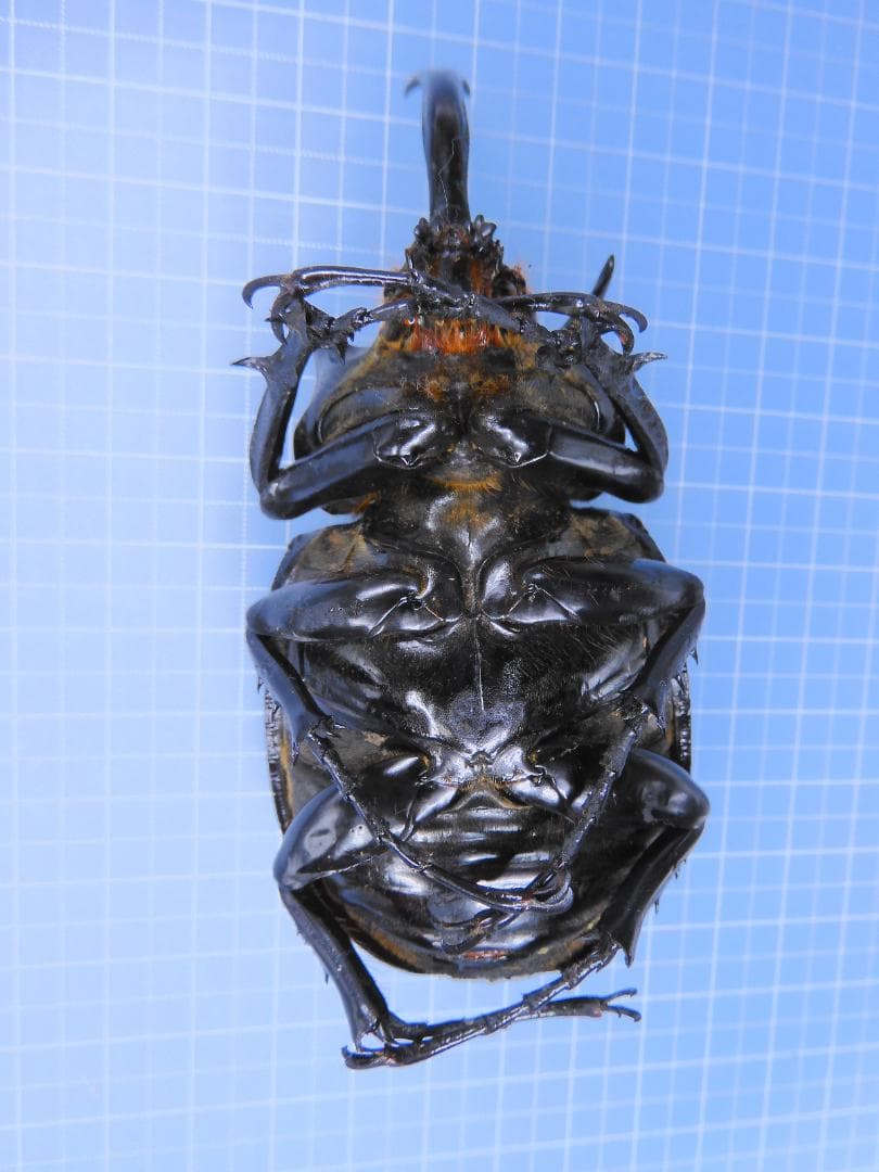 ペルー産　マルスゾウカブト　98mm